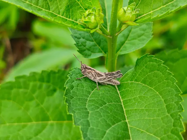 Parlak yeşil bir yaprak üzerinde küçük bir çekirge.