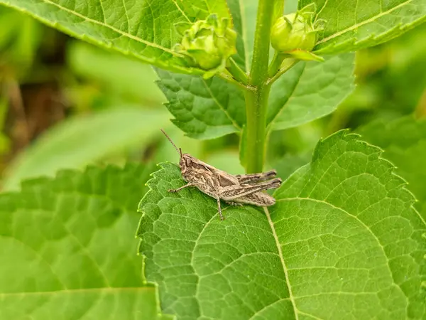 Parlak yeşil bir yaprak üzerinde küçük bir çekirge.