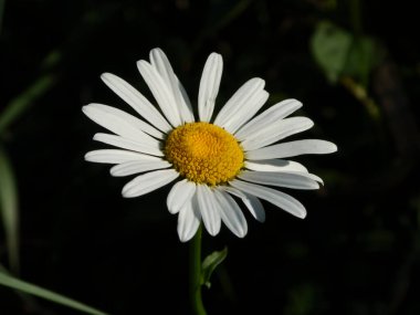 Karanlıkta açan güzel bir papatya..