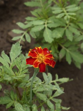 Doğada açan tek bir kırmızı ve sarı kadife çiçeği.