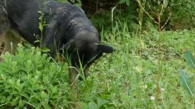 Yeşillik bir bahçede köpek kokluyor ve otları yiyor.