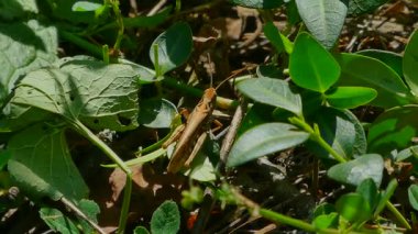 Kahverengi Çekirge Yeşil Bitki Yaprakları Arasında Saklanıyor