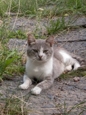 Çimlerle çevrili bir yolda yatan kedi..