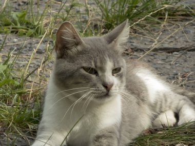 İçerik kedisi dışarıda uzanıyor, gözler güneş ışığında kısık..
