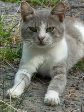 Pençeleri açık yeşil gözlü uyanık kedi..