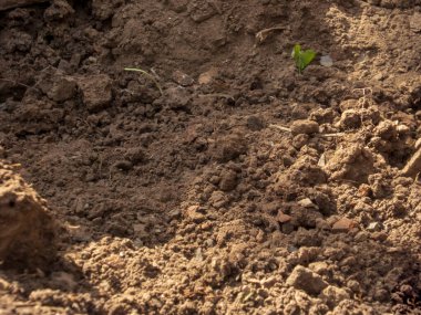 Koyu kahverengi toprak dokusu ve küçük yeşil bitki..