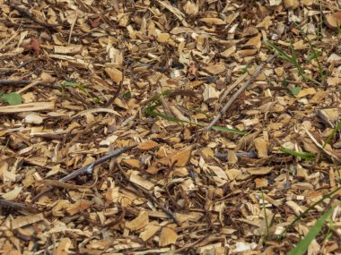 Orman zemininde odun parçaları, dallar ve çimenler.