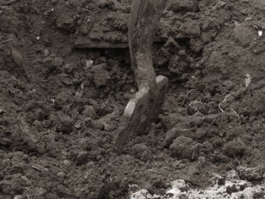 Kürek kazıyor zengin, koyu kahverengi toprağı.