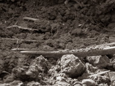 Sert ve kümelenmiş dokusu olan koyu, zengin toprak..