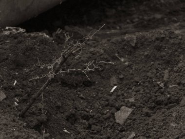 Kuru kökler / dallar koyu, zengin toprak siyah ve beyaz.