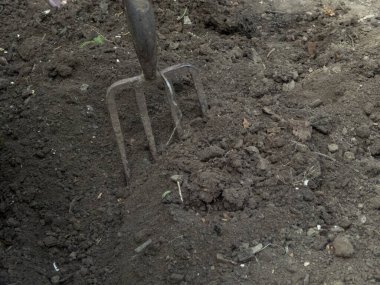 Koyu, verimli, ekili toprakta bahçe çatalı.