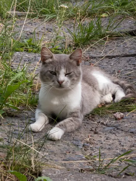 Yeşil yaprakların arasında uzanan hoşnut bir kedi..