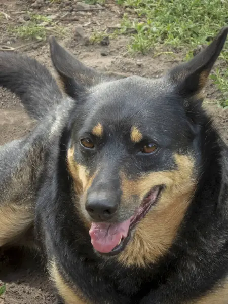 Mutlu siyah ve bronz köpek dışarıda soluk soluğa.