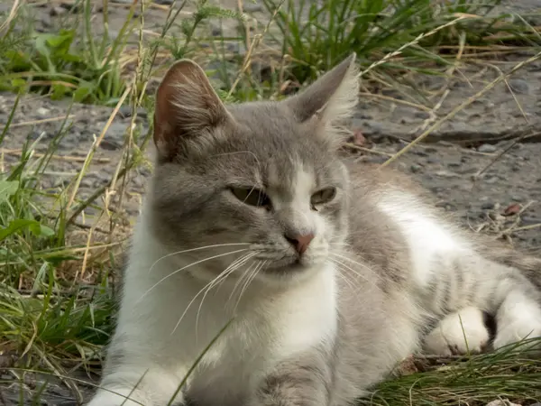 İçerik kedisi dışarıda uzanıyor, gözler güneş ışığında kısık..
