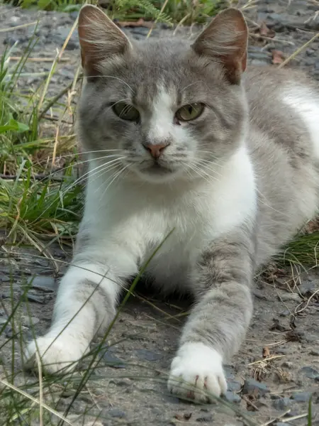 Pençeleri açık yeşil gözlü uyanık kedi..
