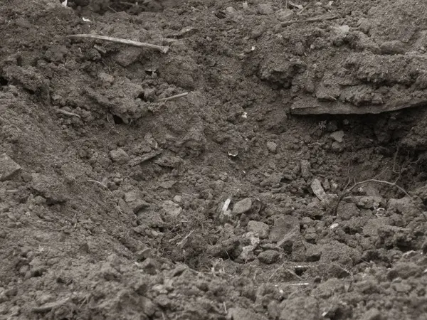 Koyu kahverengi toprak, pürüzlü ve pürüzlü bir yapısı var..