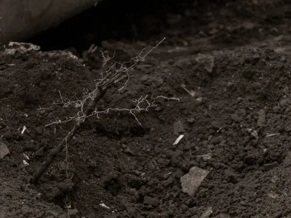 Kuru kökler / dallar koyu, zengin toprak siyah ve beyaz.