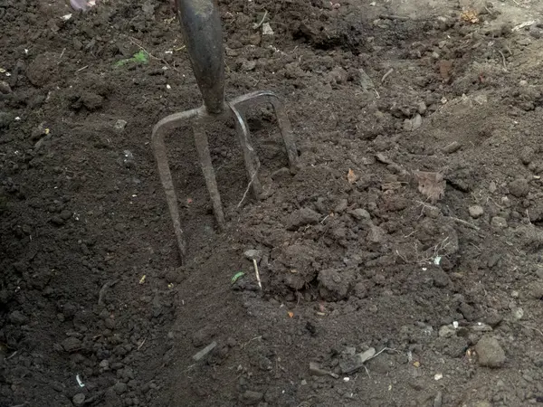 Koyu, verimli, ekili toprakta bahçe çatalı.