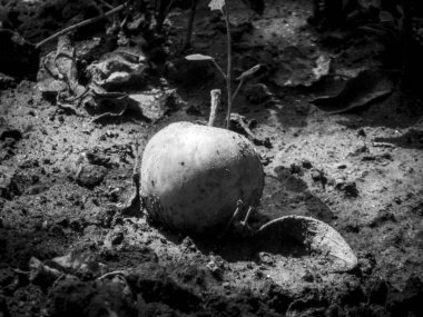 Yere düşen elma, siyah beyaz, dramatik ışık