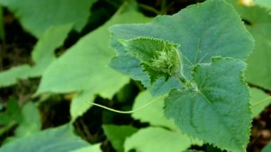 Genç Salatalık Yeşillik Yeşillik Yeşillik Bahçesinde Yetişti