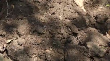 Etkili Karınca Kontrolü: Granüler Yem Topraktaki Karınca Kolonisi 'ne Doğrudan Uygulandı