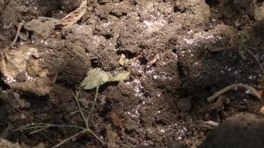 Etkili Karınca Kontrolü: Granüler Yem Topraktaki Karınca Kolonisi 'ne Doğrudan Uygulandı