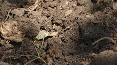 Doğal Yaşam Alanındaki Yuva Girişinde Karıncalar Enkaz ve Toprak Dolaşıyor