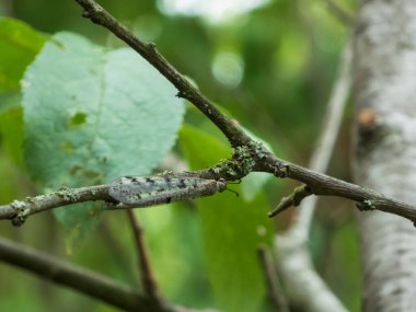 Bağcıklı bir kanat, desenli bir ağaç dalına kamufle edilmiş..