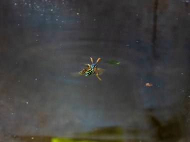 Yaban arısı süzülüyor, karanlık suya ışığı yansıtıyor..