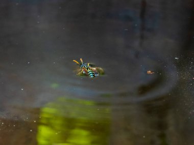 Yaban arısı süzülüyor, karanlık suya ışığı yansıtıyor..