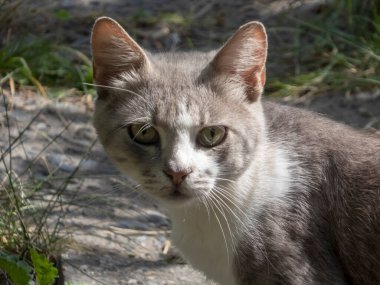 Büyüleyici gözleri olan etkileyici kedi doğrudan kameraya bakıyor..