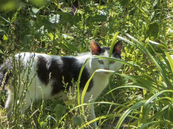 Canlı yeşil yapraklı, çarpıcı gözleri olan meraklı bir kedi..