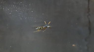 Suda Boğuşan Eşekarısının Yakın Çekimi