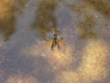 Eşekarısı bulanık suda mahsur kalmış, yukarıdan görünüyor..