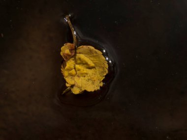 Sarı yaprak, durgun su yüzeyinde yüzer..