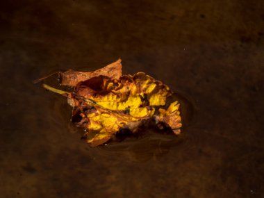 Sarı yaprak, durgun su yüzeyinde yüzer..