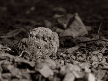 Siyah beyaz organik malzeme ve odun parçaları..