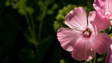 Parlak pembe bir çiçeğe yakın çekim.