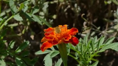 Güneşli yaz gününde Parlak Turuncu Kadife Çiçeği Tozlaştırmakla Meşgul Arı