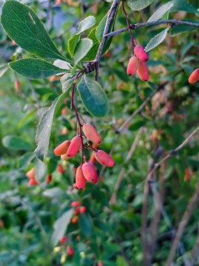 Yapraklı bir dalda parlak kırmızı böğürtlen.