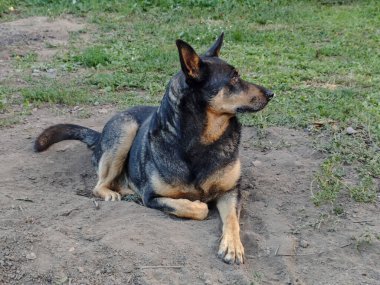 Toprak ve çimlerin üzerinde yatan dikkatli melez köpek..