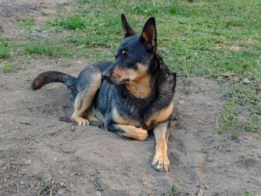 Toprak ve çimlerin üzerinde yatan dikkatli melez köpek..