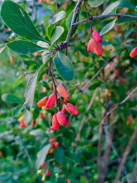 Yapraklı bir dalda parlak kırmızı böğürtlen.