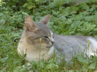Gri ve beyaz kedi otların üzerinde huzur içinde dinleniyor.
