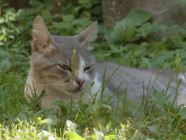 Gri ve beyaz bir kedi çimenlerde dinleniyor.