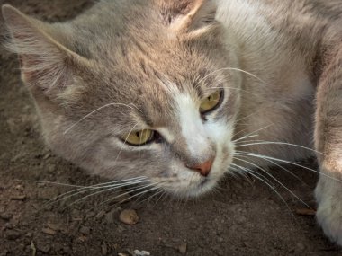 Yerde dinlenen bir kedinin portresi..