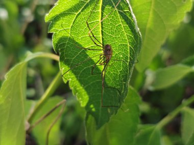 Parlak yeşil yapraklı bir hasat örümceğinin yakın plan fotoğrafı..