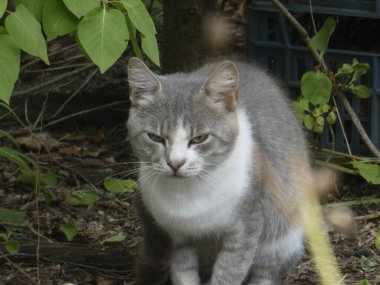 Huysuz görünümlü gri ve beyaz kedi, yeşilliklerin arasında oturuyor..
