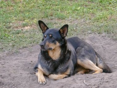 Bir köpek yerde bir delikte dinleniyor..