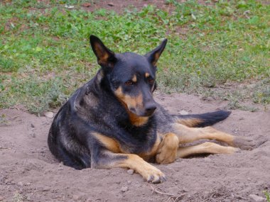 Bir köpek yerde dinleniyor..